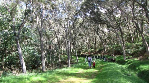 Foret du Tévelave Foret du Tévelave - Ile de la Réunion