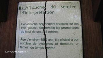 Vous avez bien lu !! 1500 ans, cet affouche est sur la photo suivante Affouche de 1500 ans