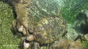 Photo de tortue marine à Kélonia Photo de tortue marine à Kélonia