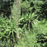 Sentier du Bassin Sassa