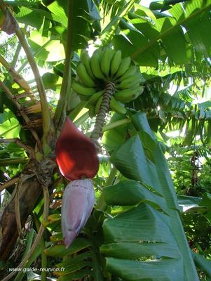 Régime de bananes