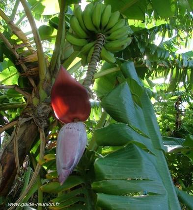 Régime de banane et Baba figue un régime de banane et sa fleur, le baba figue