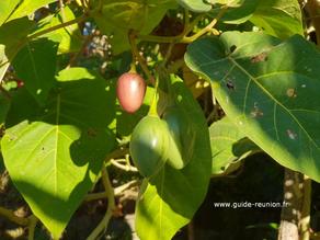Tomate arbuste