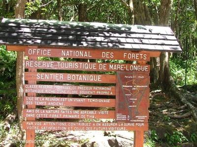 Sentier botanique de la forêt de Mare Longue Forêt de Mare Longue à Saint-Philippe - La Réunion (974)