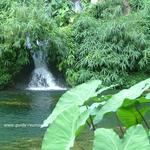 La végétation du bassin des Aigrettes à Saint-Gilles de La Réunion Bassin des Aigrettes