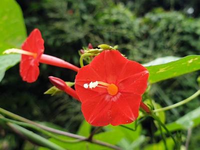 Ipomée à feuilles de lierre à La Réunion