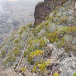 Sentier du cratère Dolomieu du Pas de Bellecombe au Formica Léo Sentier du cratère Dolomieu (Bellecombe - Formica Léo)