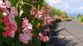 Bégonias