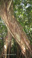 Cet arbre a plus de 150 ans ! Cet arbre a plus de 150 ans !