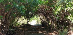 Un tunnel de végétation dans la forêt de l'Etang-Salé Des arbres forment un tunnel dans la forêt de l'Etang-Salé