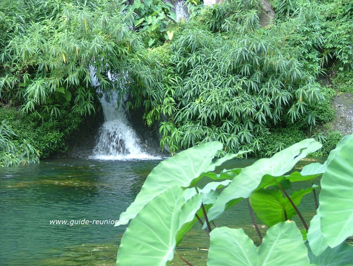 La végétation du bassin des Aigrettes à Saint-Gilles de La Réunion La végétation du bassin des Aigrettes à Saint-Gilles de La Réunion