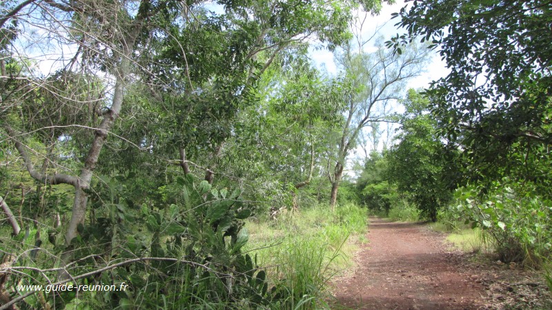 Foret etang salé