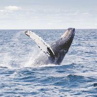 Baleine à La Réunion (image d'illustration) Baleine à La Réunion