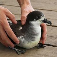 Pétrel de Barau : que faire si on trouve un pétrel à La Réunion Pétrel : que faire si on trouve un pétrel à La Réunion